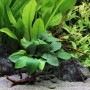 Anubias nana Aquariumpflanze auf Spiderwoodwurzel, grüne Blätter im Aquarium.