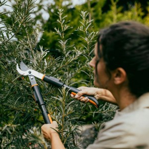 Frau schneidet Äste mit der Fiskars Astschere Bypass OneClick Orange-Schwarz.
