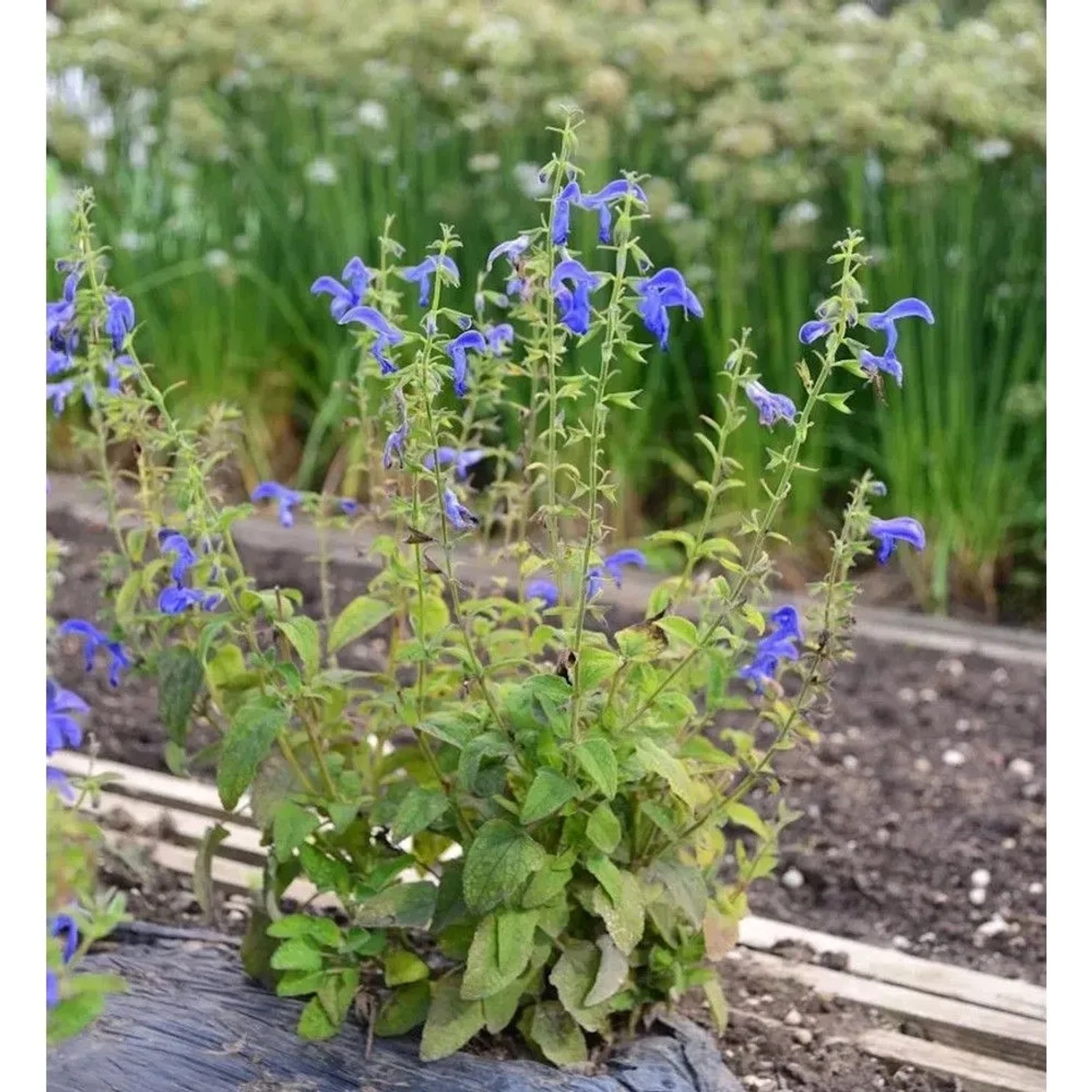 Garten Salbei Royal Blue - Salvia patens