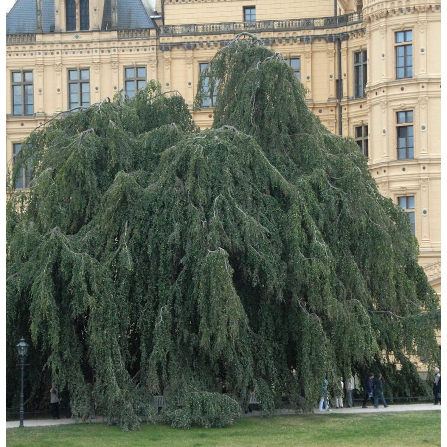 Trauer Hängebuche 60-80cm - Fagus sylvatica Pendula günstig online kaufen