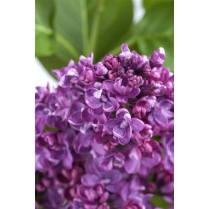 Nahaufnahme von lila Flieder (Syringa Vulgaris) Blüten.