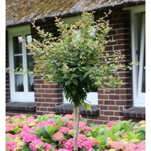 Hochstamm Zierkirsche 'Kojou no mai' (80-100cm) im Garten, mit rosa Hortensien im Vordergrund.
