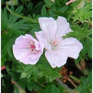 Waldstorchschnabel Striatum - Geranium sylvaticum
