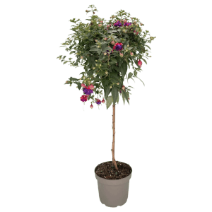 GROW by OBI Fuchsie als Stamm, ca. 110cm hoch, mit violett-roten Blüten im Topf.