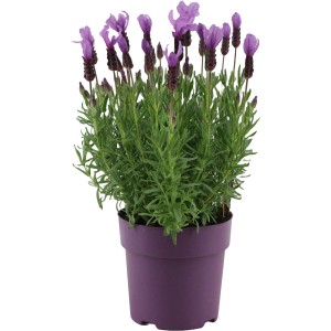 Schopflavendel Beatle im Topf (ca. 15cm). Violette Blütenstände mit dekorativen, violetten Flügeln.