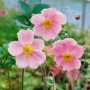 Rosa Herbstanemone 'Splendens' im 9x9 cm Topf, eine blühende Staude für Beet und Garten.