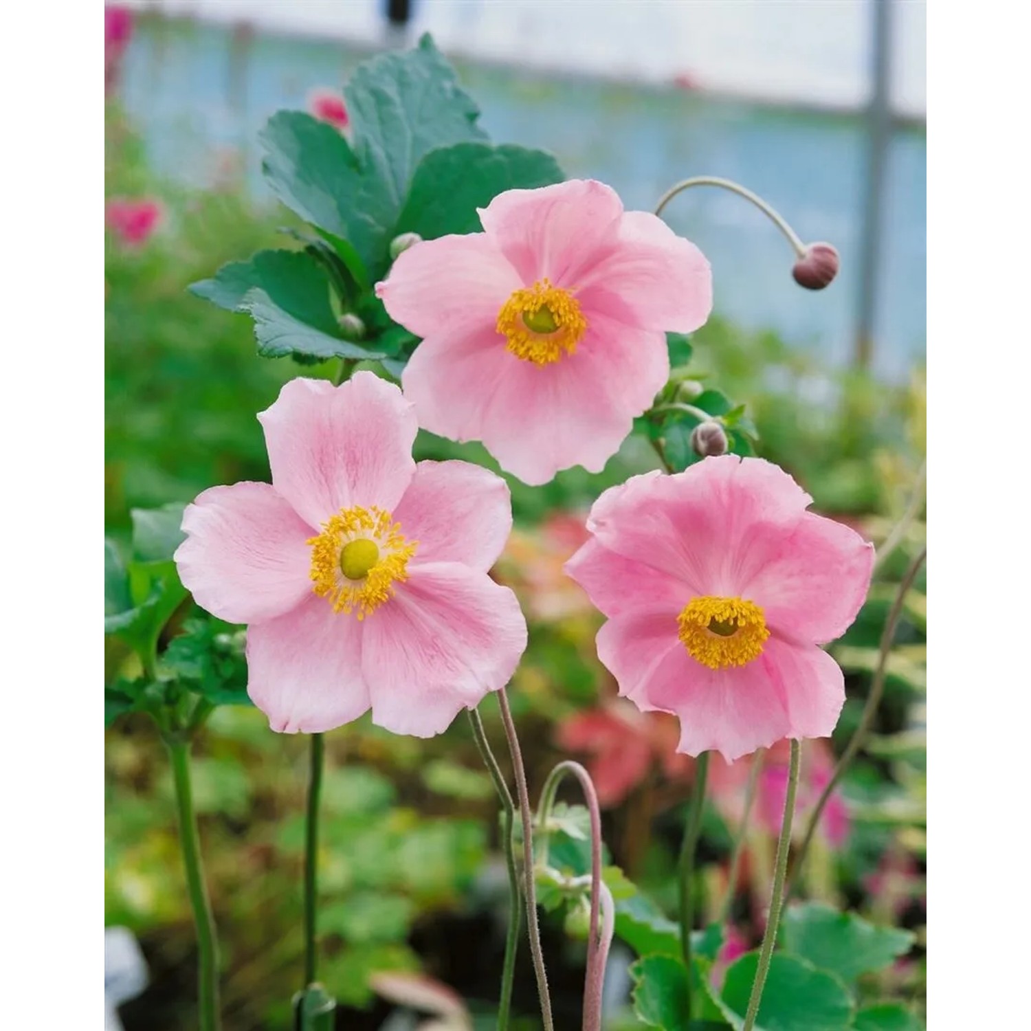 Rosa Herbstanemone 'Splendens' im 9x9 cm Topf, eine blühende Staude für Beet und Garten.