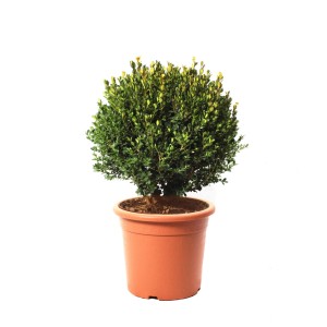 Kugelförmiger Buxus Microphylla Faulkner im Topf, Höhe 40-50 cm, Durchmesser 30-35 cm.