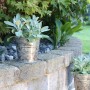 Blu Bio-Echter Salbei im Topf (ca. 12cm) auf Mauer. Küchenkräuter für Garten und Küche.
