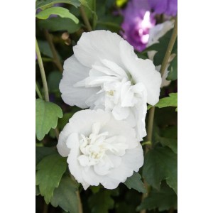 Nahaufnahme des Hibiscus Syriacus 'White Chiffon' mit strahlend weißen, gefüllten Blüten.