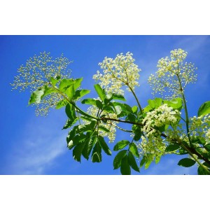 Baumfink Schwarzer Holunder Topfpflanze mit cremeweißen Blüten vor blauem Himmel.