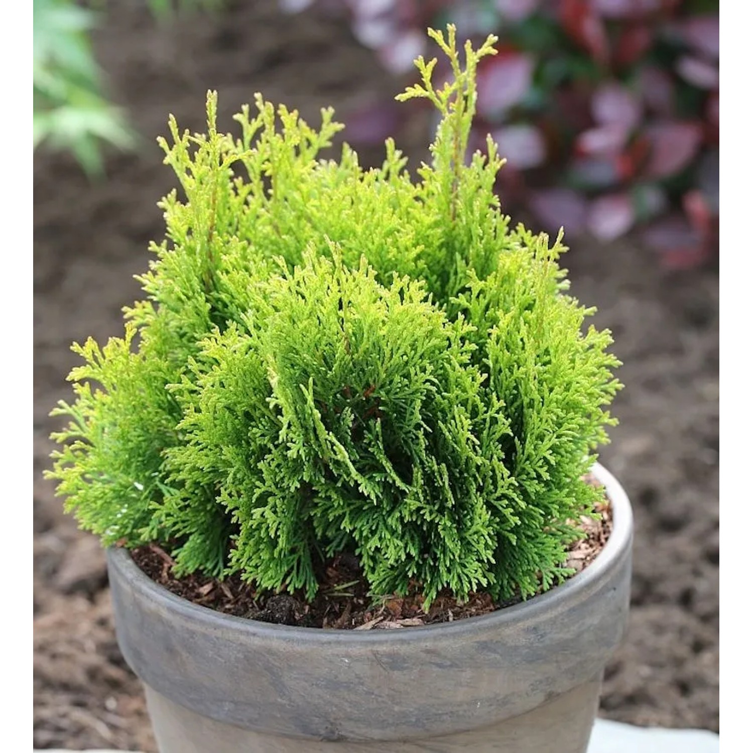 Gelbe Scheinzypresse Miky 25-30cm - Chamaecyparis,awsoniana