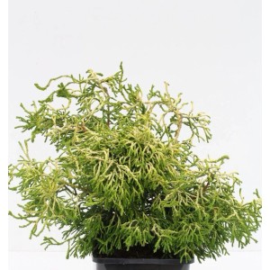 Gelbe Hinoki Scheinzypresse 'Tsatsumi Gold' im Topf, ein immergrüner Strauch.