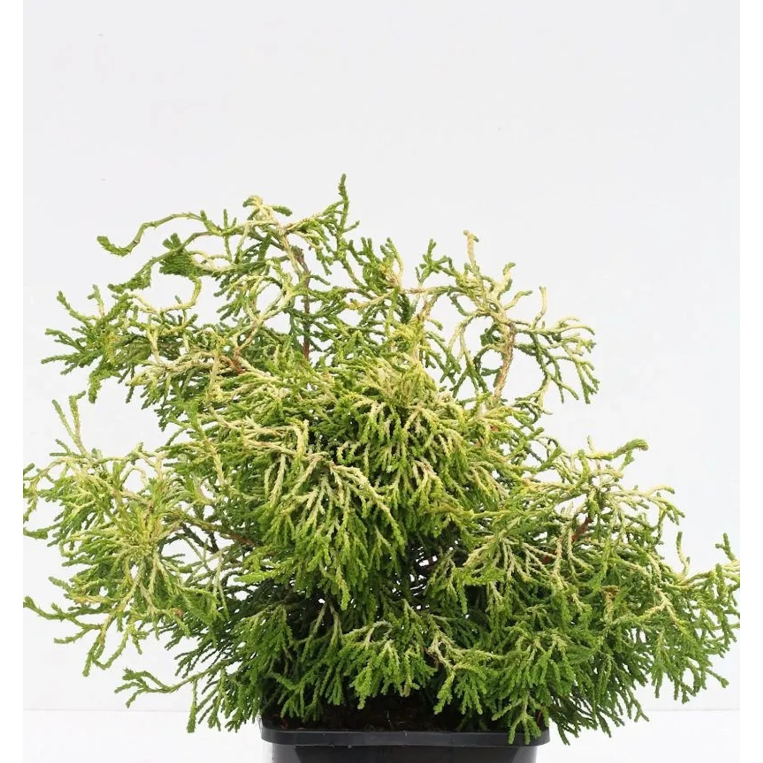 Gelbe Hinoki Scheinzypresse Tsatsumi Gold 40-50cm - Chamaecyparis obtusa