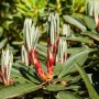 Nahaufnahme eines Rhododendron Hybr. Traillianum mit roten Knospen und grünen Blättern.