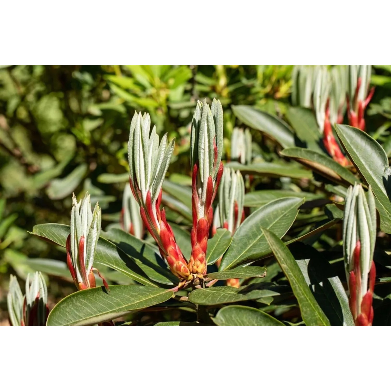 Nahaufnahme eines Rhododendron Hybr. Traillianum mit roten Knospen und grünen Blättern.