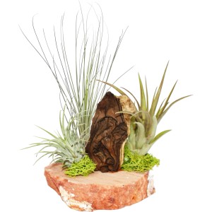 Tillandsien-Arrangement mit 3 Pflanzen auf Regenbogenplatte, exotische Zimmerpflanze.