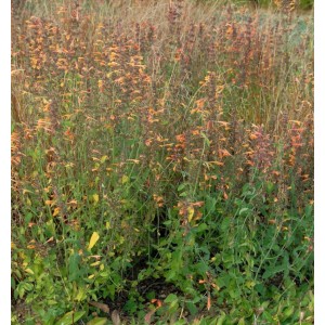 Duftnessel Sunset Tango (Agastache aurantiaca) mit orangefarbenen Blüten im Garten.