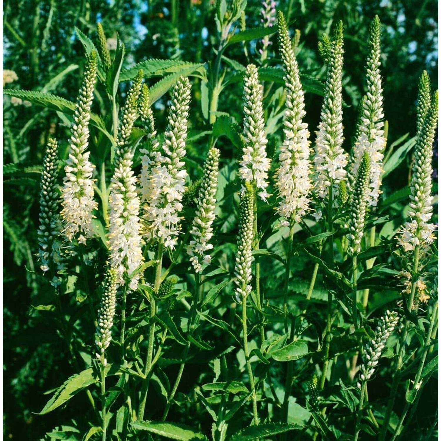 Veronica Spicata Alba Ähriger Ehrenpreis Ca. 9x9 cm Topf günstig online kaufen