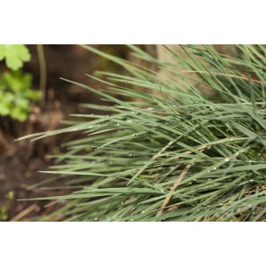 Nahaufnahme von blauem Schillergras (Koeleria Glauca) mit feinen Halmen und Tautropfen.