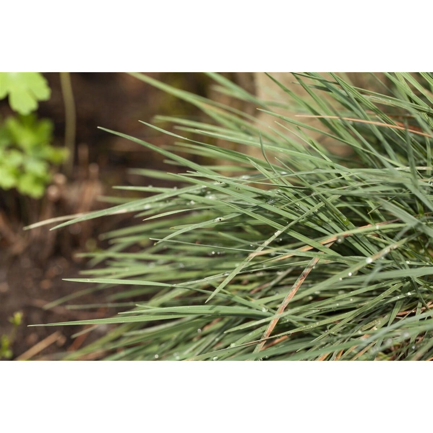 Koeleria Glauca Blaues Schillergras 20–30 cm günstig online kaufen