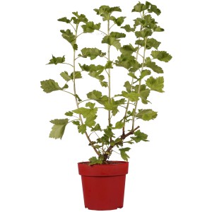 Jostabeere im Topf, ca. 30 cm hoch, grüne Blätter, rote Topf. Ribes x nidigrolaria.