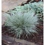 Blauschwingel Elijah Blue Staude mit blau-grauen, feinen Blättern im Gartenbeet. Ziergras Festuca cinerea.