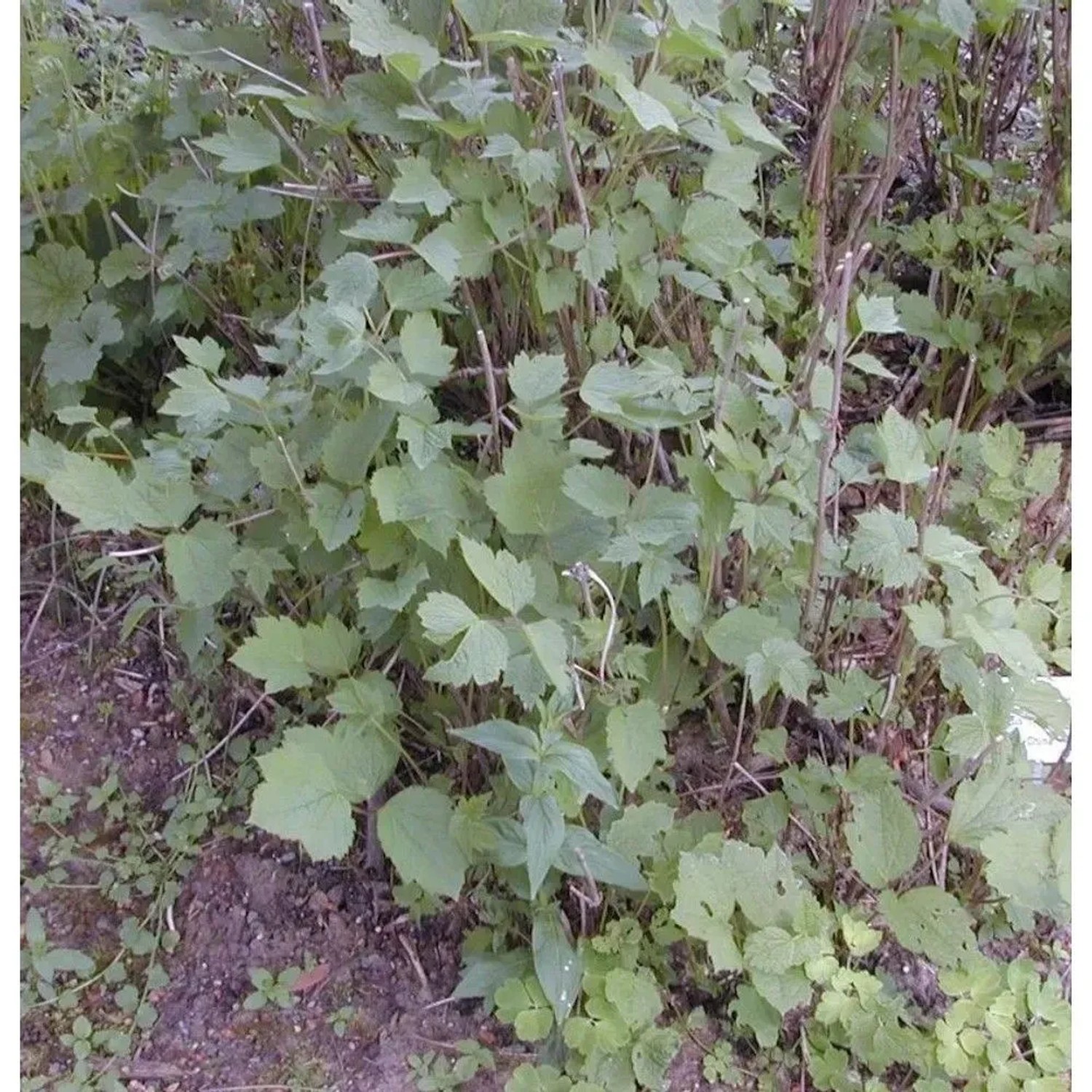 Stauden Clematis 60-80cm - Clematis heracleifolia