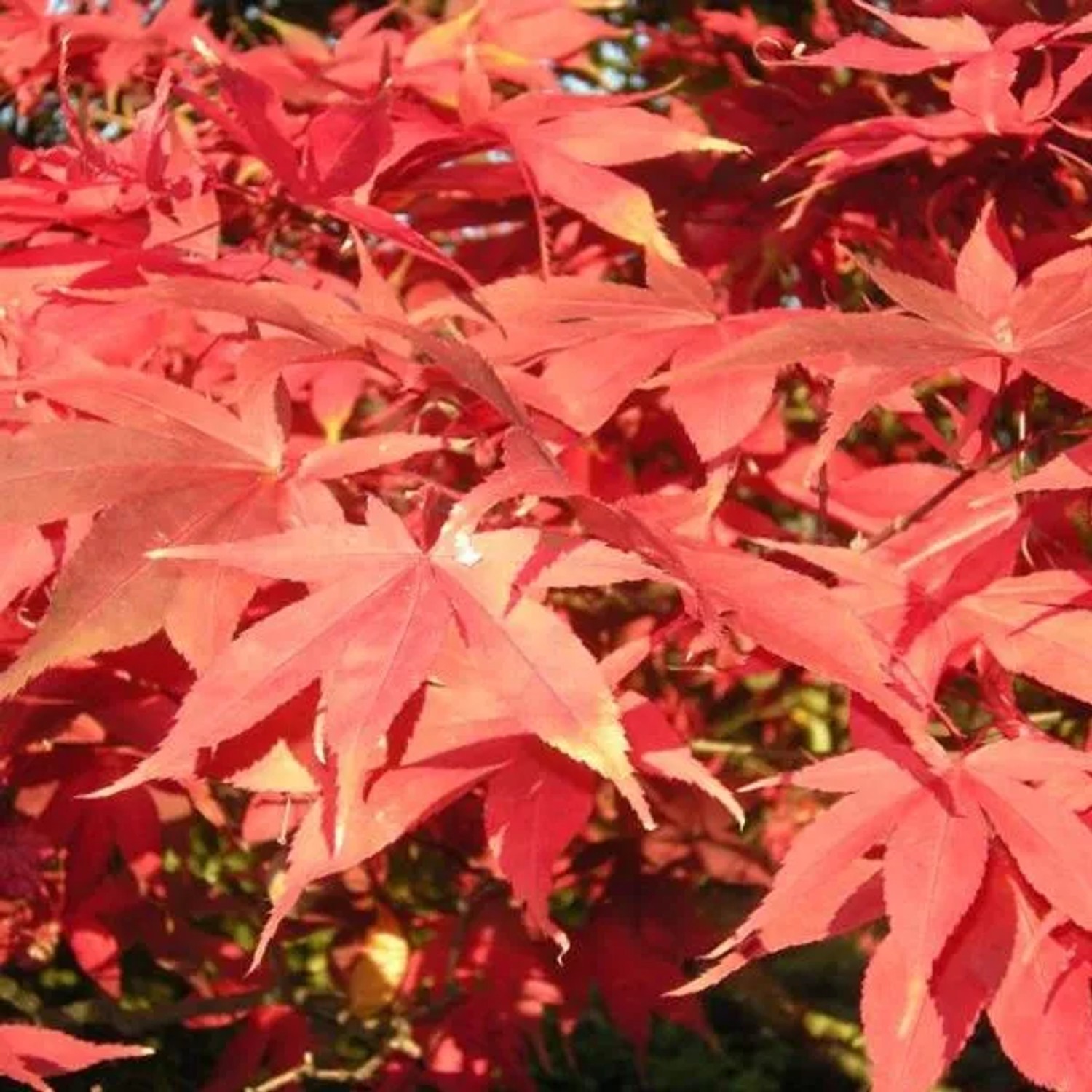 Fächerahorn 'Osakazuki' Acer palmatum 60 bis 80 cm im Container Intensive Herbstfärbung