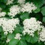 Blühender Viburnum Dilatatum Cardinal Candy Schneeball mit weißen Blüten und grünen Blättern.