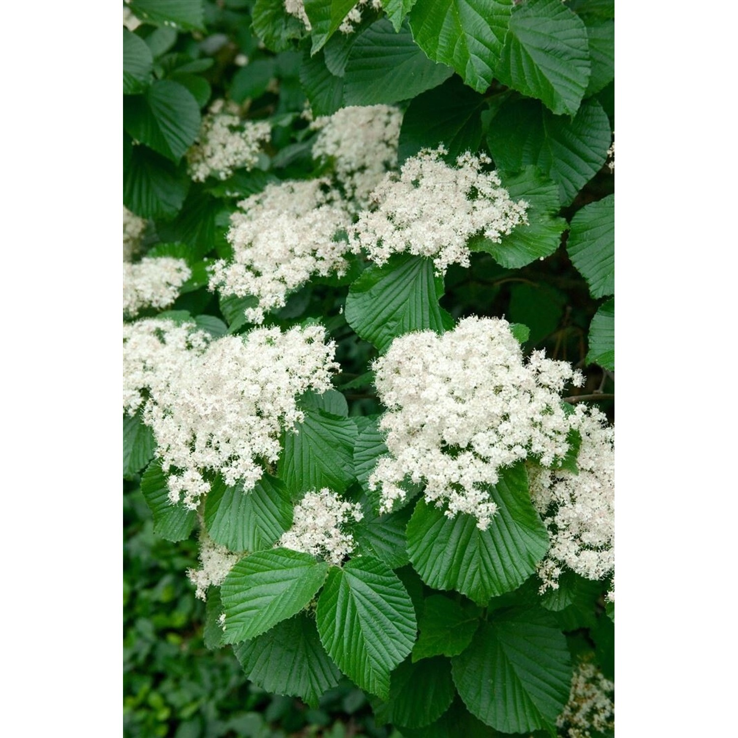 Viburnum Dilatatum Cardinal Candy Schneeball 40–60 cm Rote Beeren günstig online kaufen