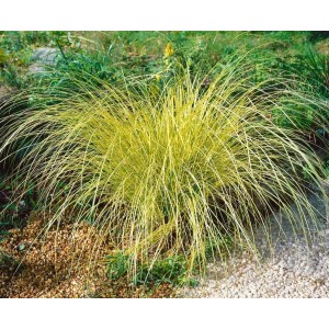 Carex Brunnea Honeymoon Ziergras im Topf, grün-gelbes Laub.