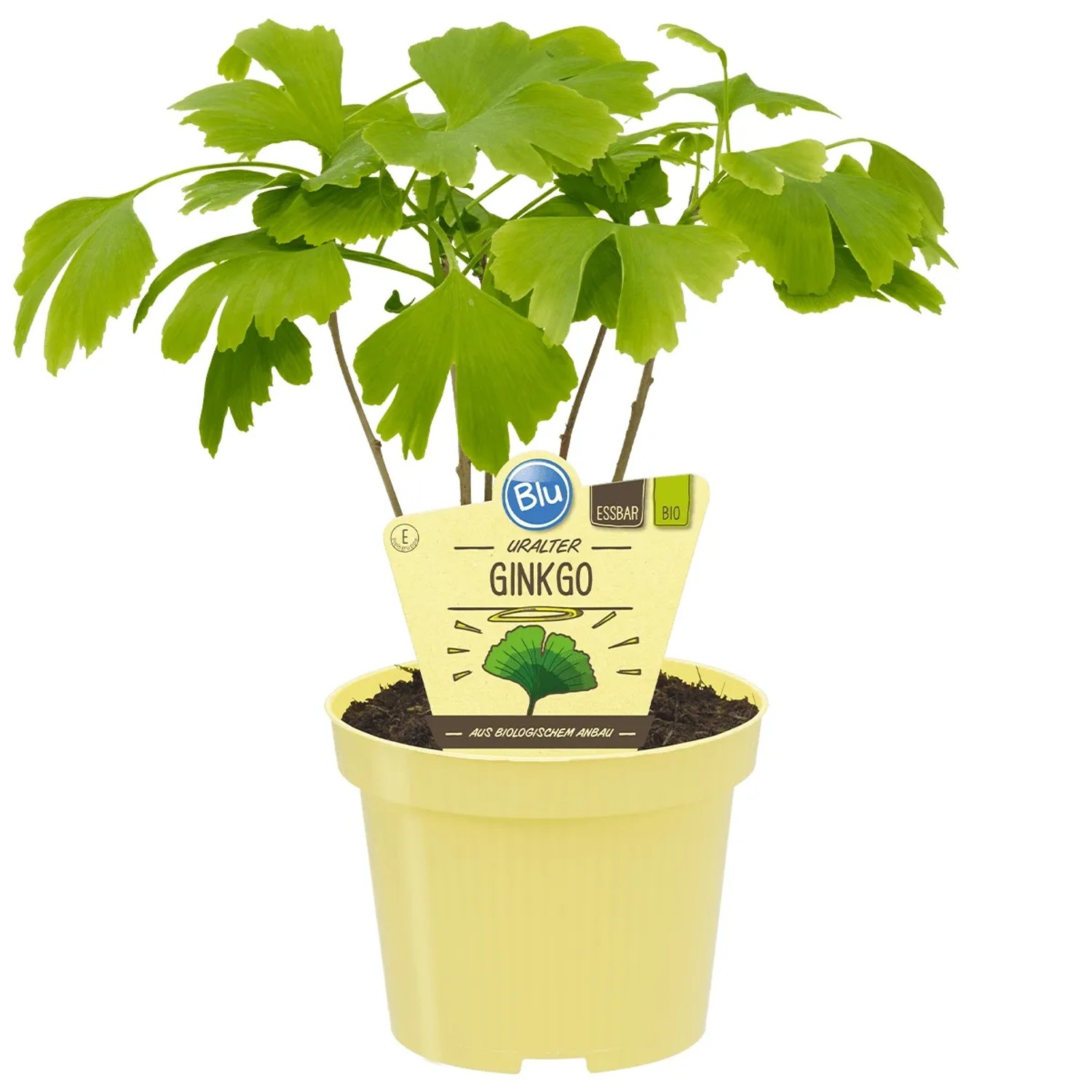Ginkgo-Baum Topf-Ø ca. 12 cm