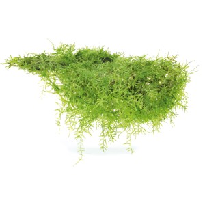 Dennerle Aquariumpflanze Taxiphyllum barbieri (Javamoos) In-Vitro, grüne Moos-Textur.