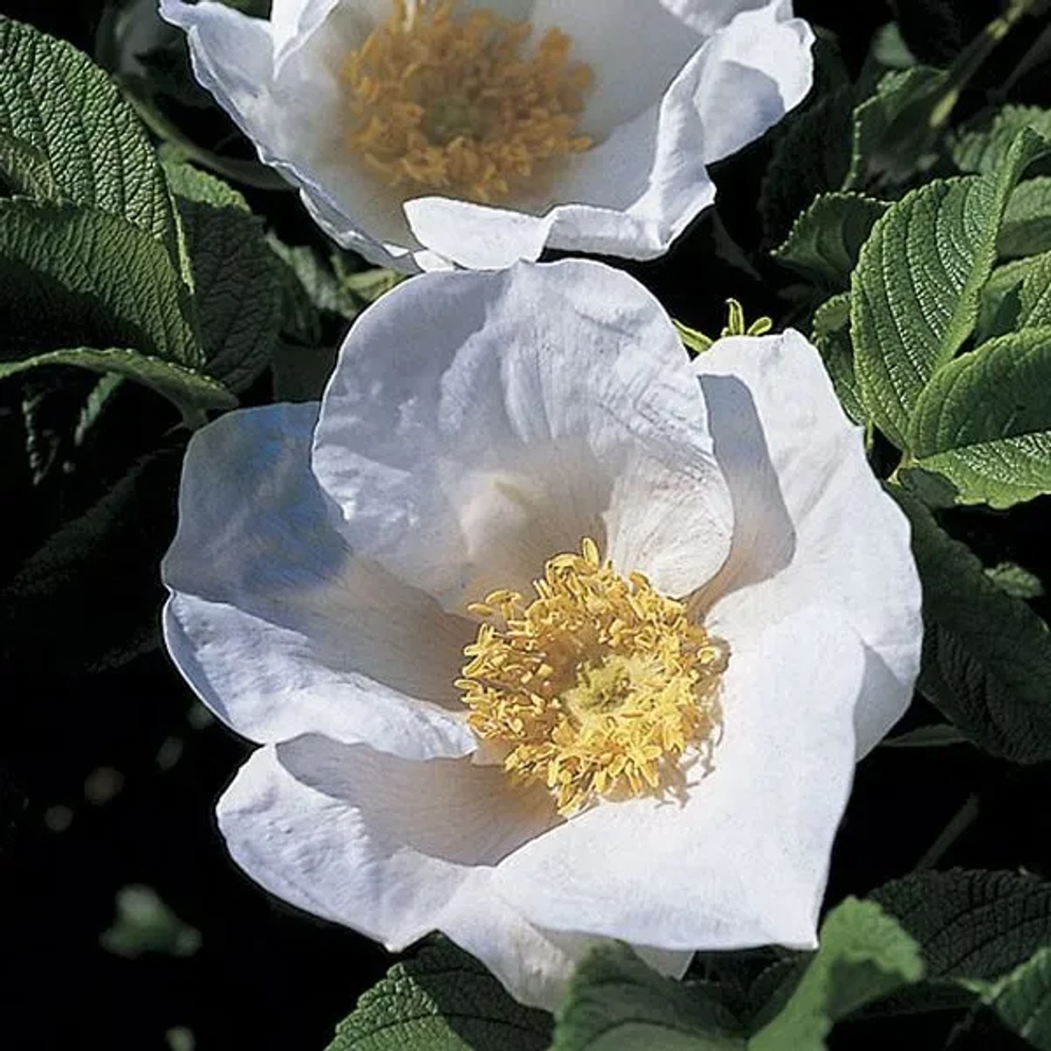 Apfelrose 'Alba' Rosa rugosa 40 bis 60 cm im Container Weiße Blüten