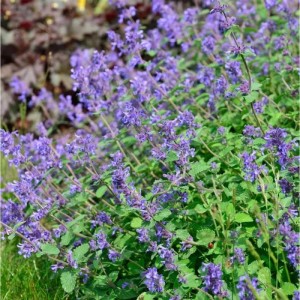 Blühende Katzenminze 'Cats Pajamas Blue' (Nepeta faassenii) mit vielen lila Blüten und grünen Blättern, eine Staude.