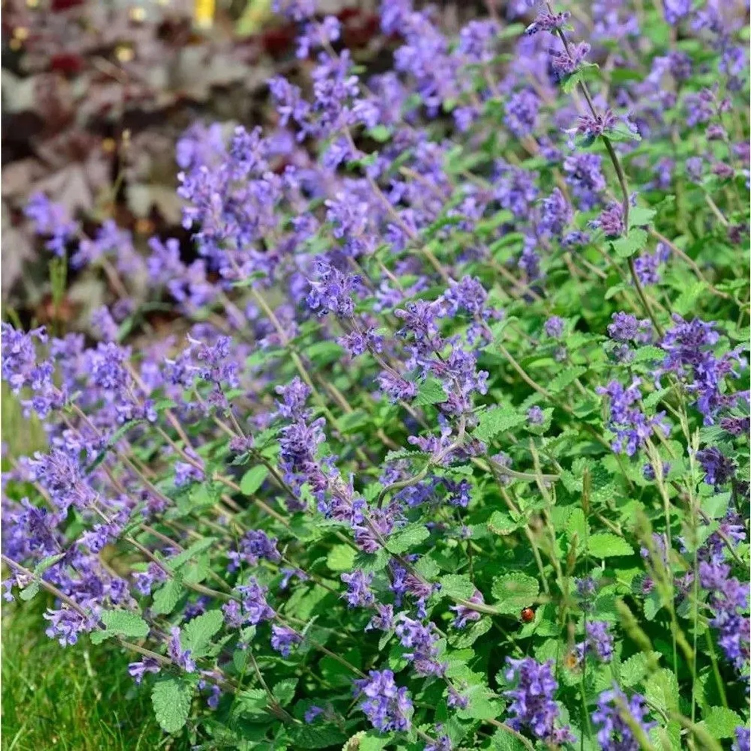 Katzenminze Cats Pajamas Blue - Nepeta faassenii_2