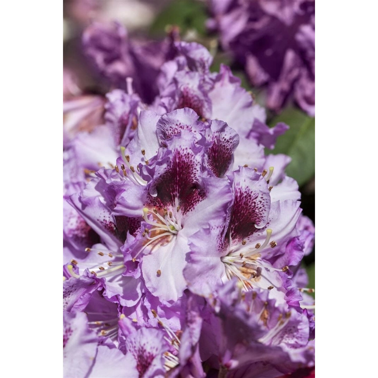 Rhododendron Hybr. Pfauenauge Inkarho Lila-Weiß 90–100 cm günstig online kaufen