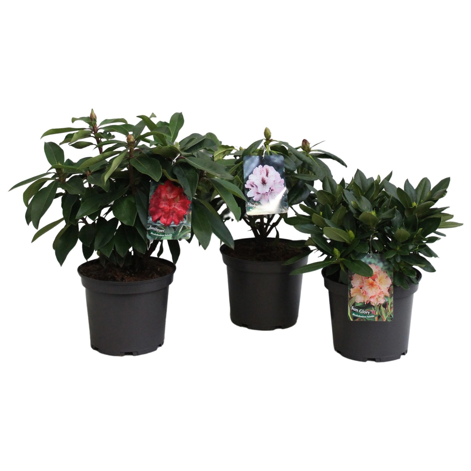 Rhododendron Hybride Bltenschnheit 30-40 cm 5 l kaufen bei OBI