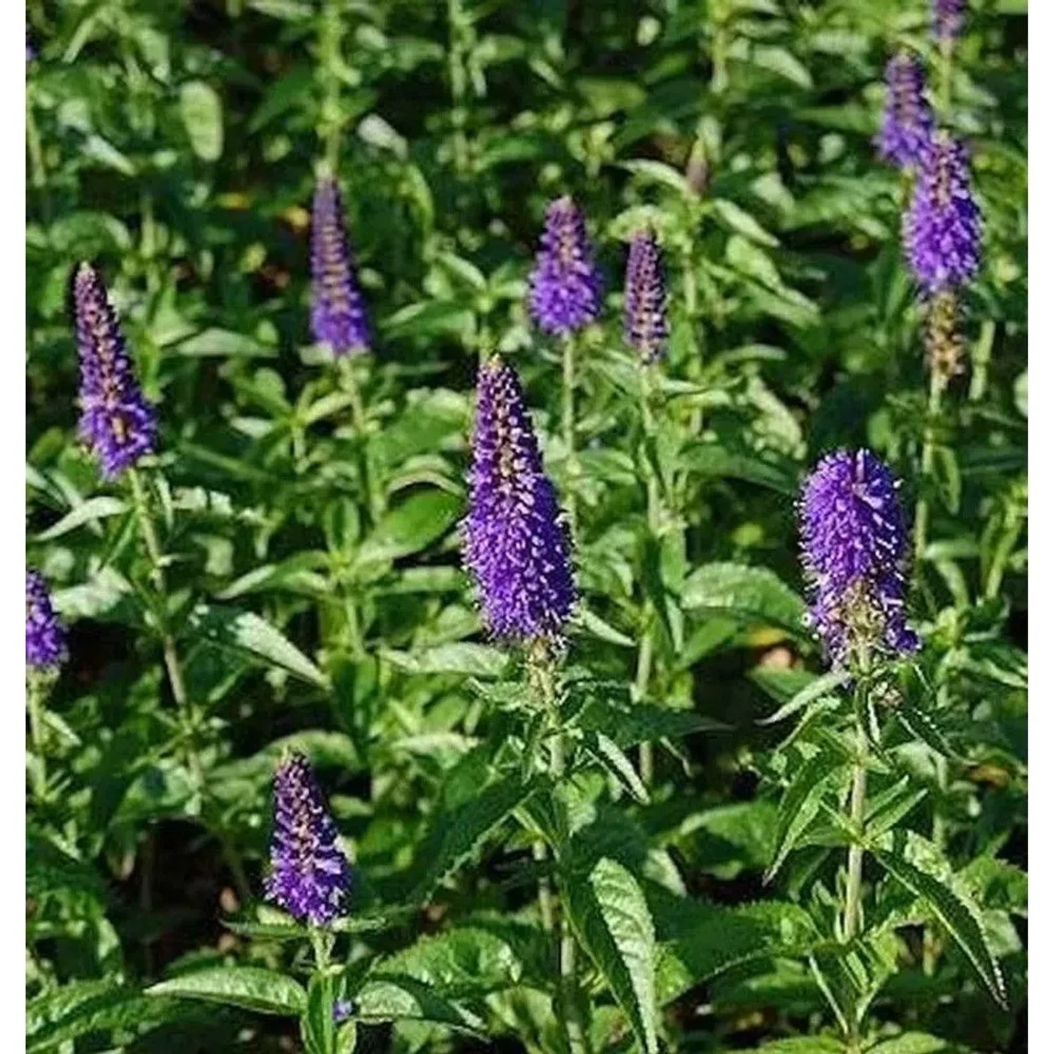 Hoher Wiesenehrenpreis Dark Maetje - Veronica,ongifolia