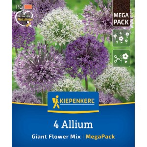 Kiepenkerl Zierlauch Mega-Pack: Großblumige Mischung in Violett und Weiß, 4 Stück.