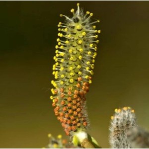 Nahaufnahme der Blüte einer Kugelweide (Salix purpurea Nana).