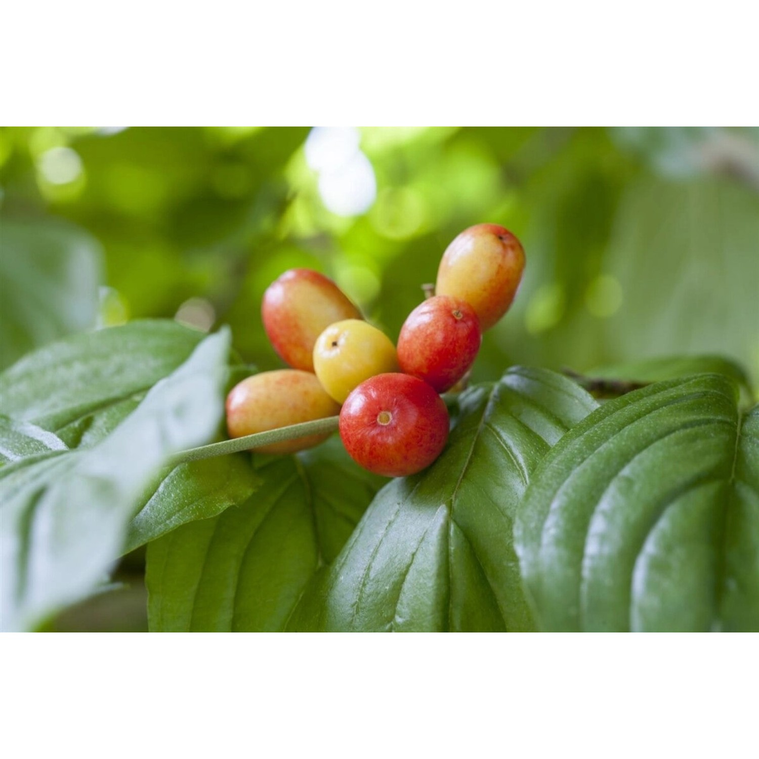 Cornus Mas Kasanlaker Kornelkirsche Gelbe Blüten 125–150 Cm günstig online kaufen