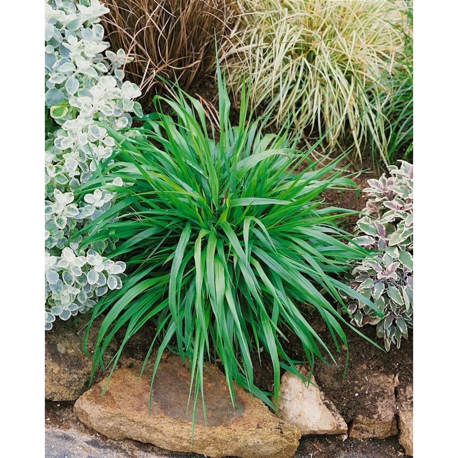 Brachypodium Sylvaticum Wald Zwenke Ca. 9x9 cm Topf günstig online kaufen