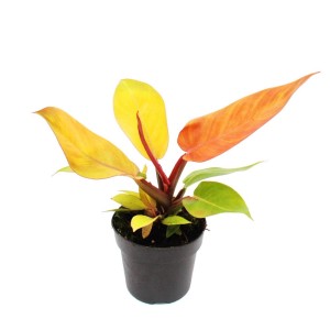 Exotischer Philodendron Prince of Orange im 12cm Topf mit orangefarbenen bis gelben Blättern.