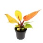 Exotischer Philodendron Prince of Orange im 12cm Topf mit orangefarbenen bis gelben Blättern.