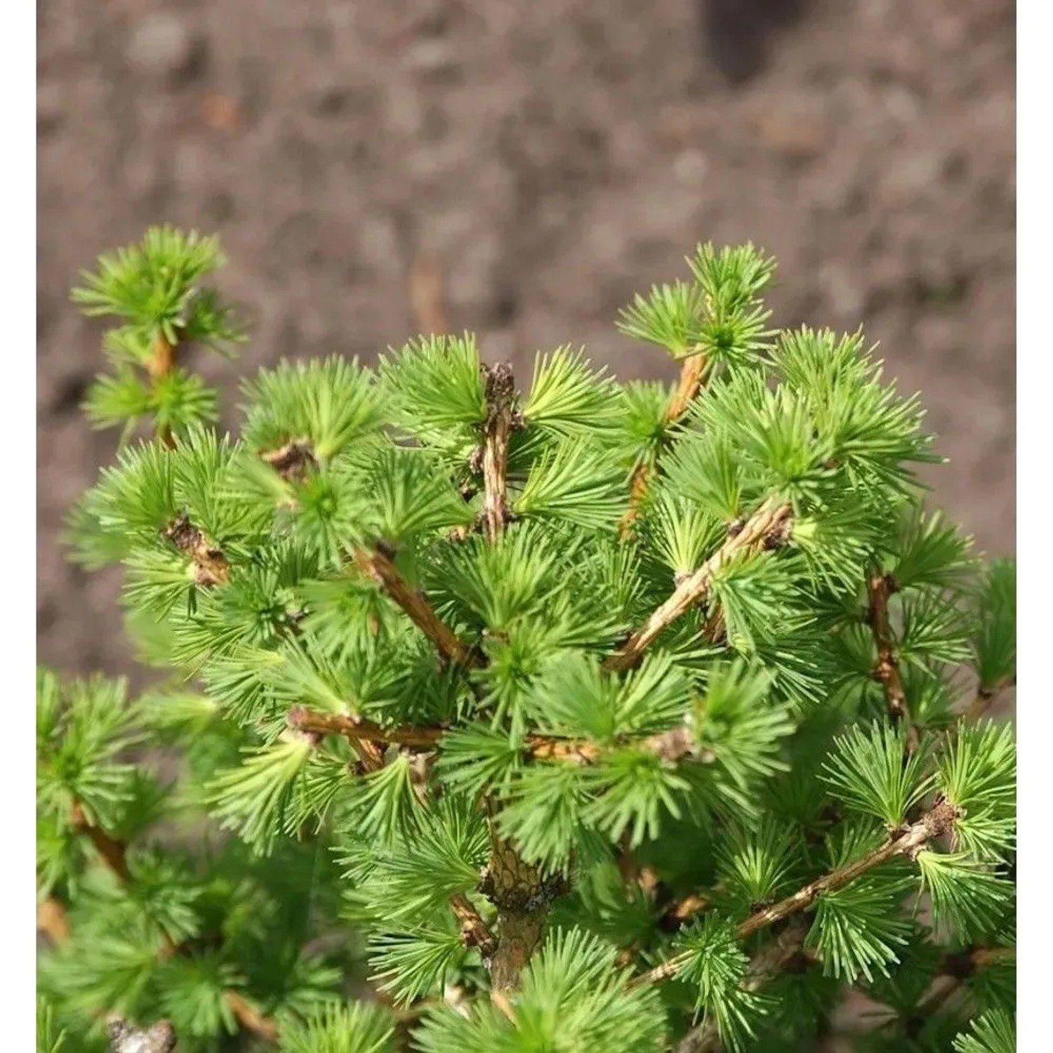 Hochstamm Ostamerikanische Lärche 80-100cm - Larix,aricina
