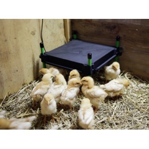 CosyHeat Wärmeplatte 30x30 cm für Geflügel mit Küken unter der Platte.