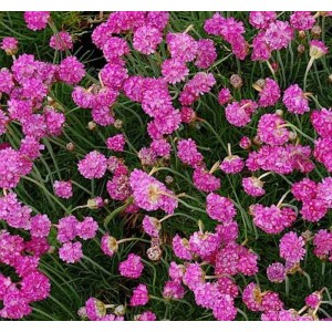 Leuchtend pinke Blüten der Strandnelke Splendens (Armeria maritima) mit grünem Laub. Robuste Staude für Garten & Steingarten.