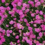 Leuchtend pinke Blüten der Strandnelke Splendens (Armeria maritima) mit grünem Laub. Robuste Staude für Garten & Steingarten.